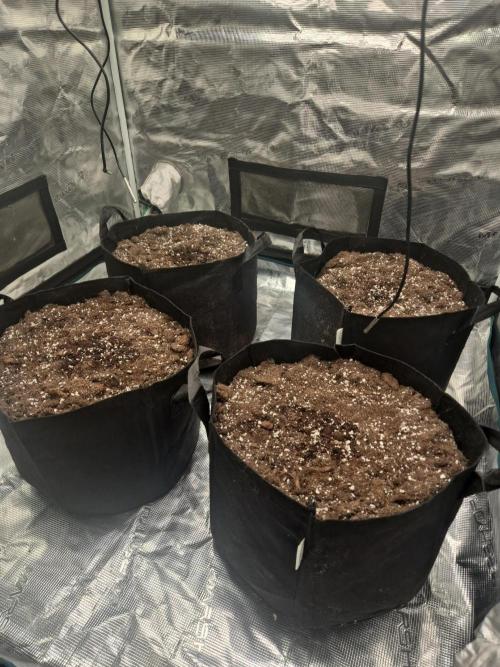 Kings Juice Auto. Week 0