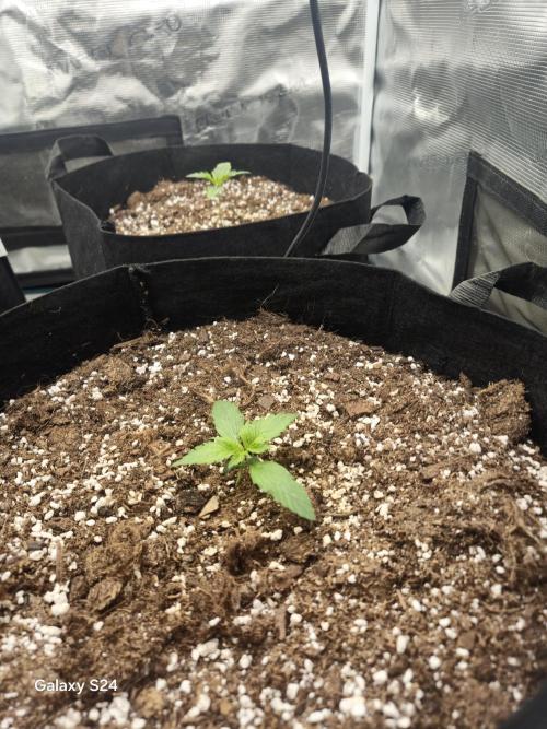 Kings Juice x Kings Kush - GreenHouse Co. Week 1
