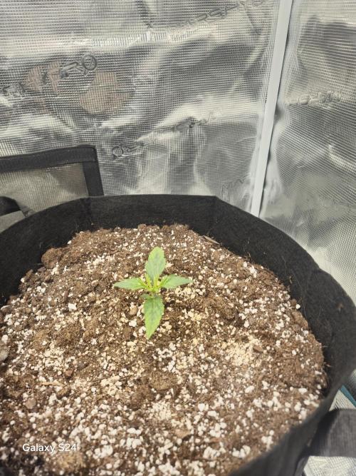 Kings Juice x Kings Kush - GreenHouse Co. Week 1