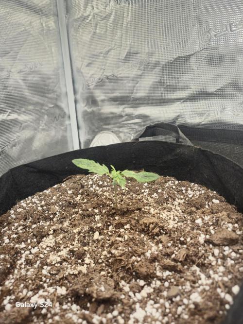 Kings Juice x Kings Kush - GreenHouse Co. Week 1 - Strange leaf plant