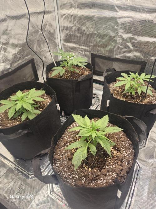 Kings Juice x Kings Kush - GreenHouse Co. Week 2