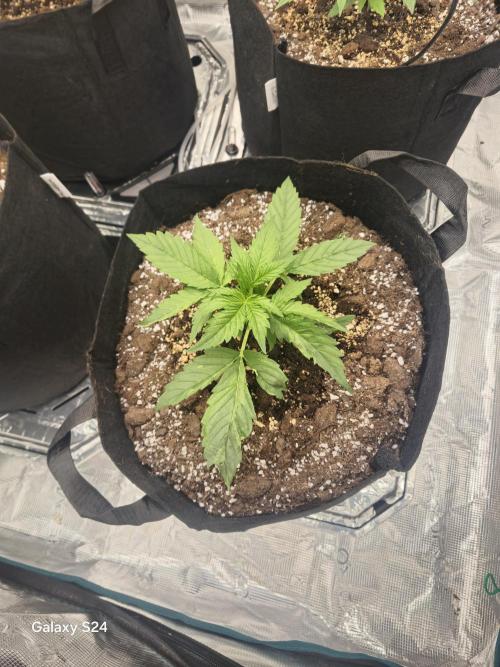 Kings Juice x Kings Kush - GreenHouse Co. Week 2