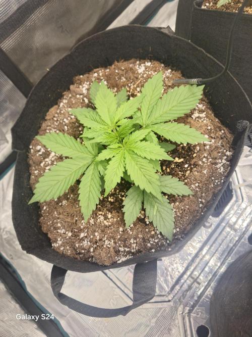 Kings Juice x Kings Kush - GreenHouse Co. Week 2