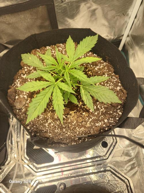 Kings Juice x Kings Kush - GreenHouse Co. Week 2