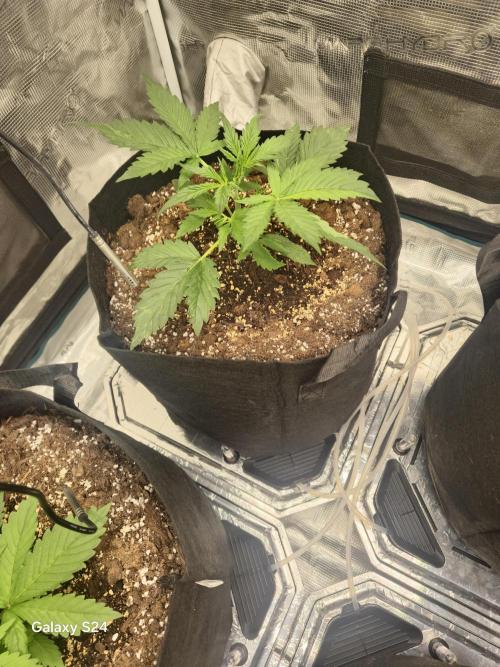 Kings Juice x Kings Kush - GreenHouse Co. Week 2