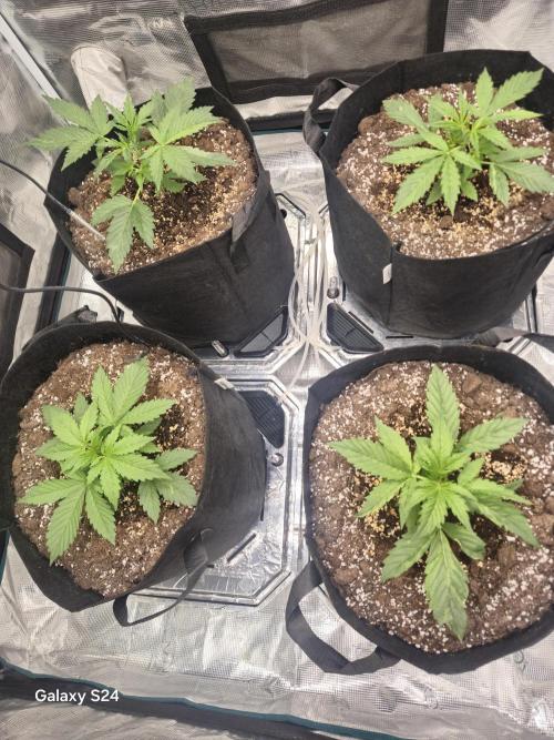 Kings Juice x Kings Kush - GreenHouse Co. Week 2