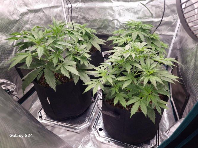 Kings Juice x Kings Kush - GreenHouse Co. Week 3