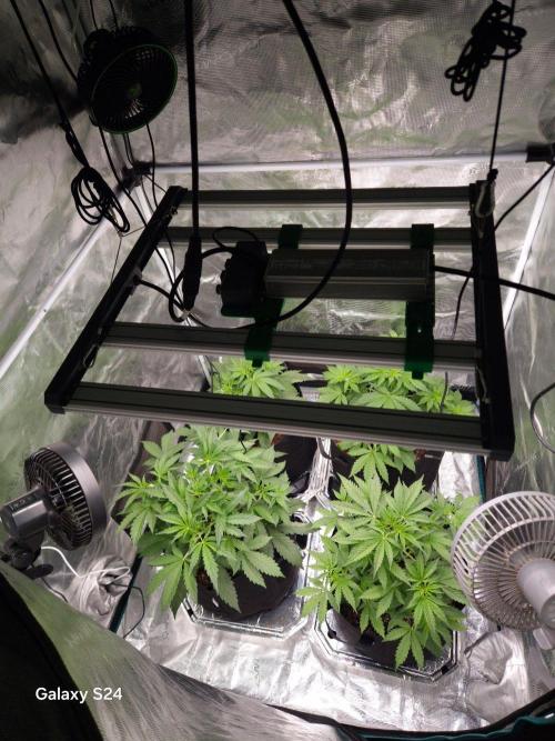 Kings Juice x Kings Kush - GreenHouse Co. Week 3