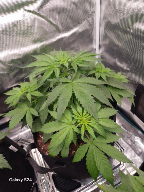 Kings Juice x Kings Kush - GreenHouse Co. Week 3