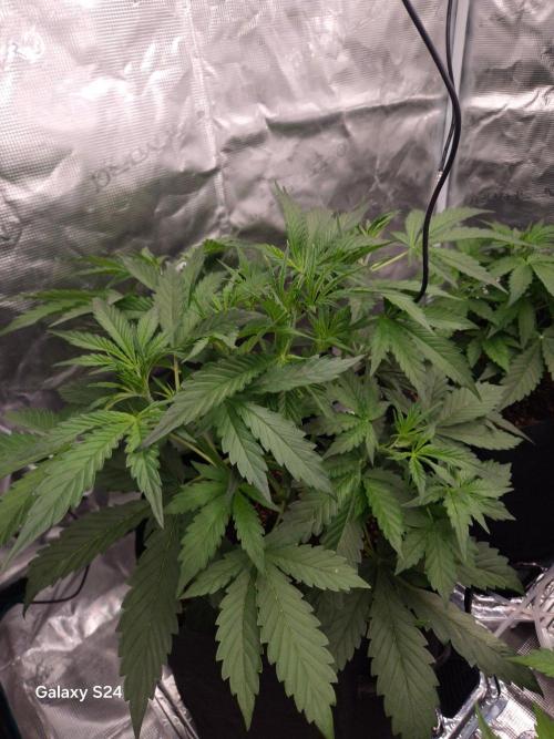 Kings Juice x Kings Kush - GreenHouse Co. Week 3