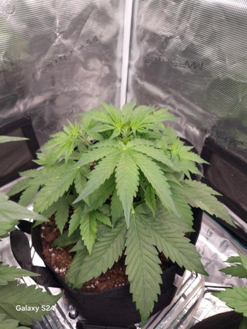 Kings Juice x Kings Kush - GreenHouse Co. Week 3