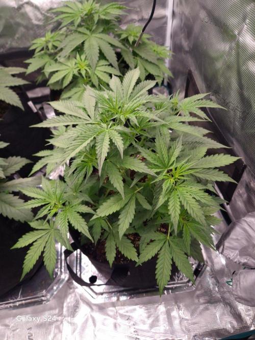 Kings Juice x Kings Kush - GreenHouse Co. Week 3