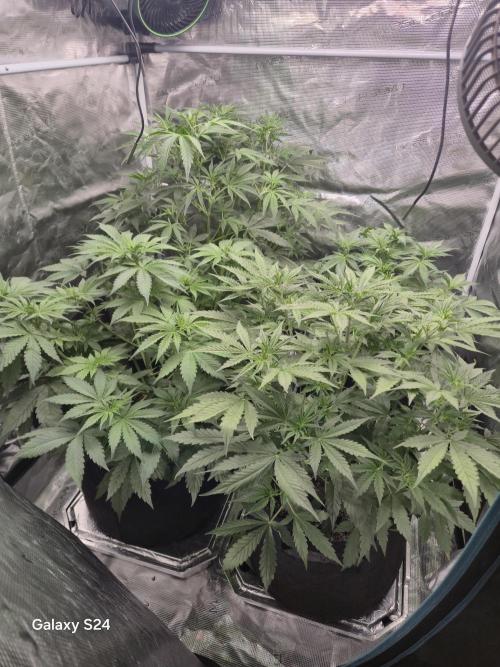 Kings Juice x Kings Kush - GreenHouse Co. Week 4