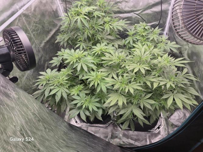 Kings Juice x Kings Kush - GreenHouse Co. Week 4