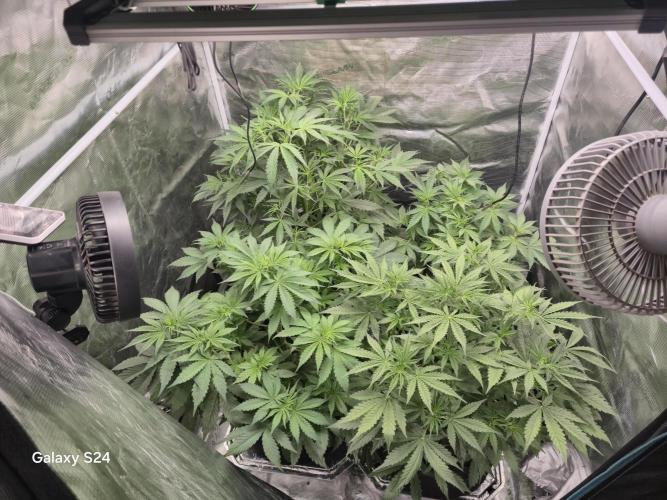 Kings Juice x Kings Kush - GreenHouse Co. Week 4
