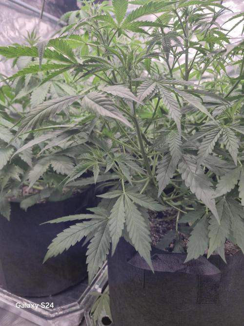 Kings Juice x Kings Kush - GreenHouse Co. Week 4
