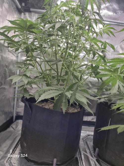 Kings Juice x Kings Kush - GreenHouse Co. Week 4
