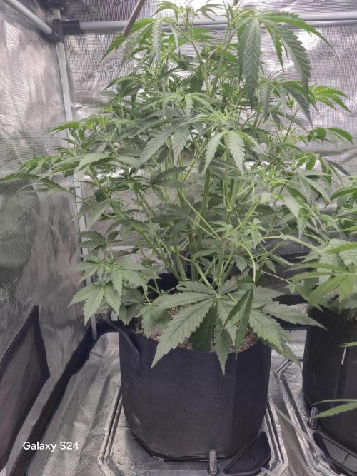 Kings Juice x Kings Kush - GreenHouse Co. Week 4