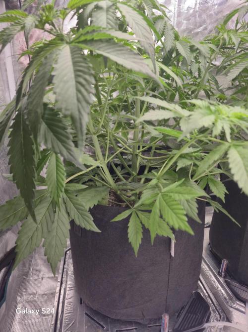 Kings Juice x Kings Kush - GreenHouse Co. Week 4
