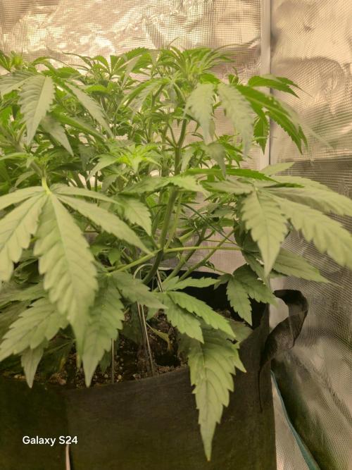 Kings Juice x Kings Kush - GreenHouse Co. Week 4