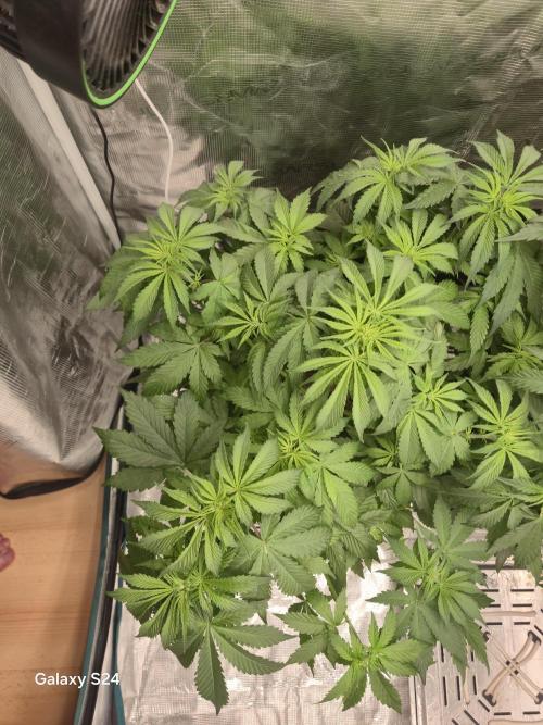 Kings Juice x Kings Kush - GreenHouse Co. Week 4