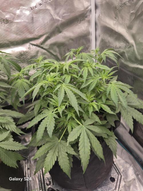Kings Juice x Kings Kush - GreenHouse Co. Week 4