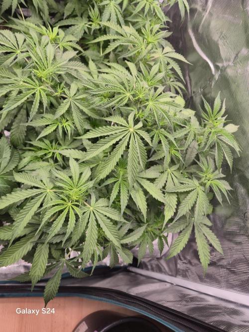 Kings Juice x Kings Kush - GreenHouse Co. Week 4