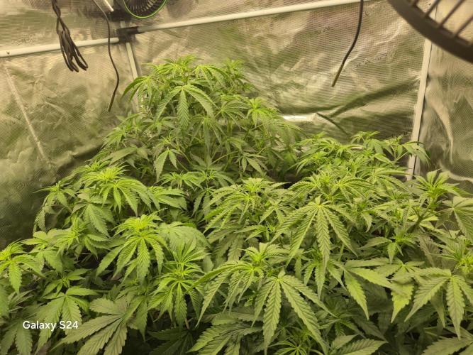 Kings Juice x Kings Kush - GreenHouse Co. Week 4 - Week 4 from seed