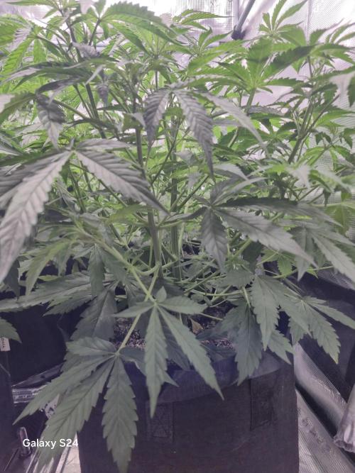 Kings Juice x Kings Kush - GreenHouse Co. Week 4
