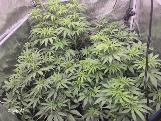 Kings Juice x Kings Kush - GreenHouse Co. Week 5