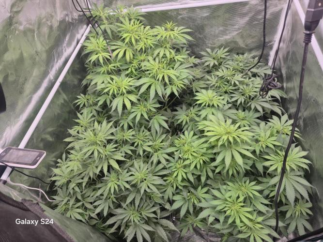 Kings Juice x Kings Kush - GreenHouse Co. Week 5
