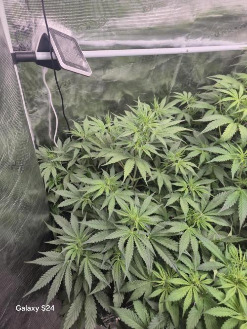Kings Juice x Kings Kush - GreenHouse Co. Week 5