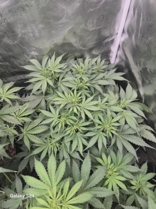 Kings Juice x Kings Kush - GreenHouse Co. Week 5