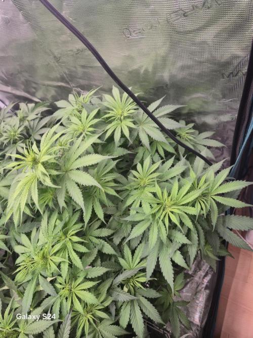 Kings Juice x Kings Kush - GreenHouse Co. Week 5