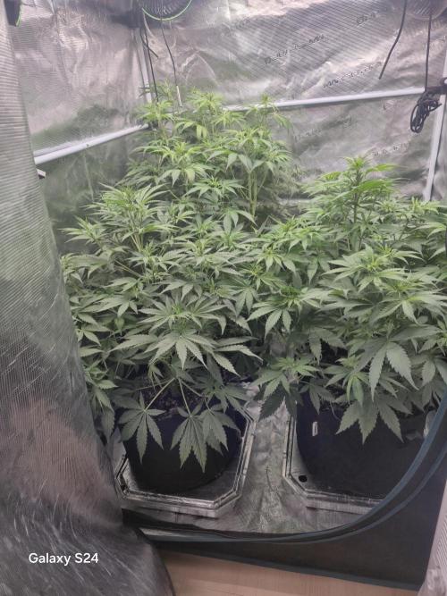 Kings Juice x Kings Kush - GreenHouse Co. Week 5