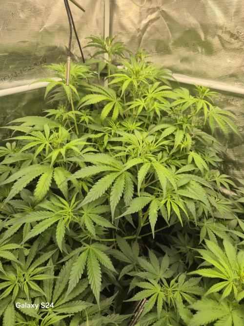 Kings Juice x Kings Kush - GreenHouse Co. Week 5