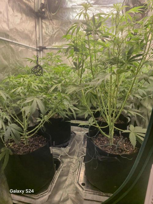 Kings Juice x Kings Kush - GreenHouse Co. Week 5