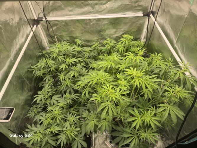 Kings Juice x Kings Kush - GreenHouse Co. Week 5