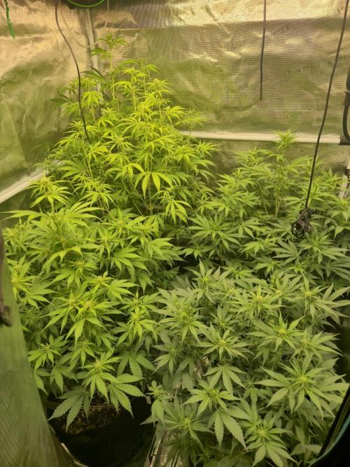 Kings Juice x Kings Kush - GreenHouse Co. Week 6
