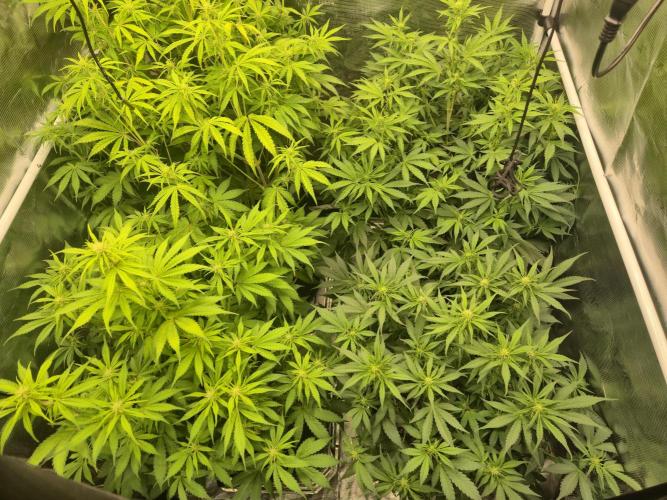 Kings Juice x Kings Kush - GreenHouse Co. Week 6