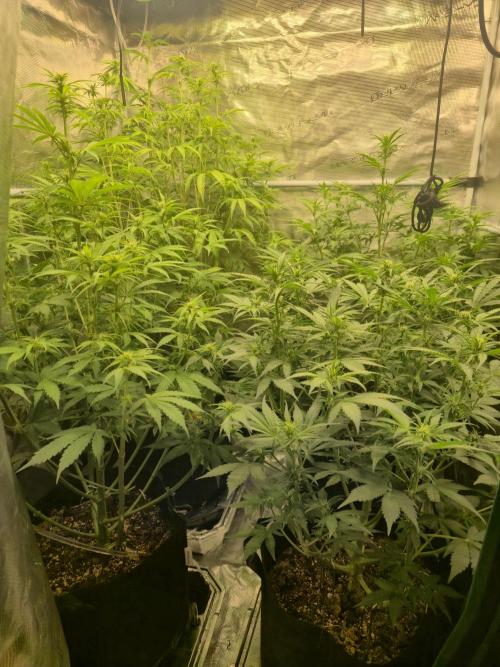 Kings Juice x Kings Kush - GreenHouse Co. Week 6