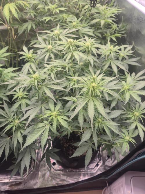 Kings Juice x Kings Kush - GreenHouse Co. Week 6