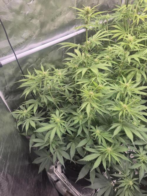 Kings Juice x Kings Kush - GreenHouse Co. Week 6