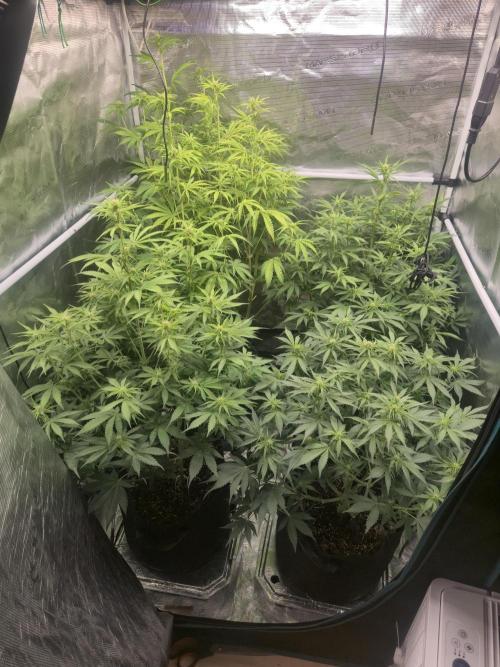 Kings Juice x Kings Kush - GreenHouse Co. Week 6