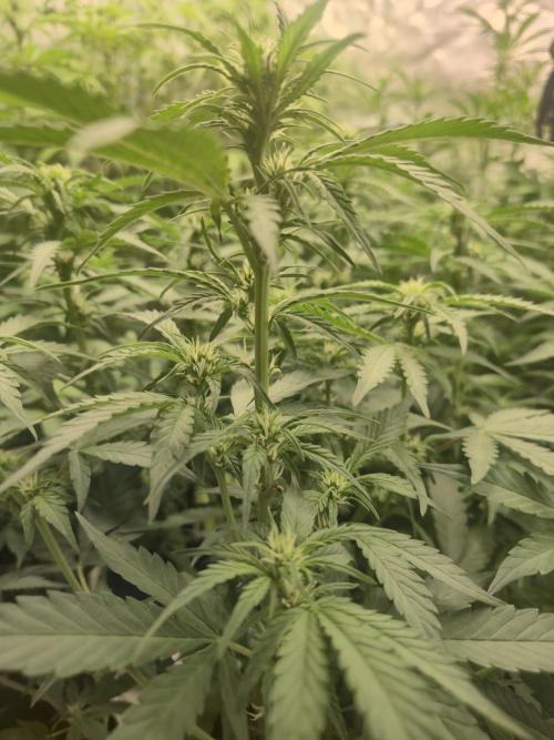 Kings Juice x Kings Kush - GreenHouse Co. Week 6