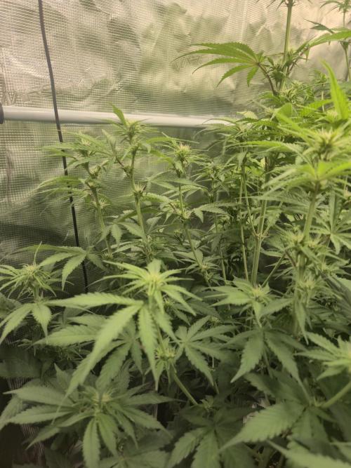 Kings Juice Auto. Week 6