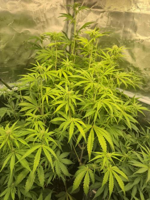 Kings Juice x Kings Kush - GreenHouse Co. Week 6