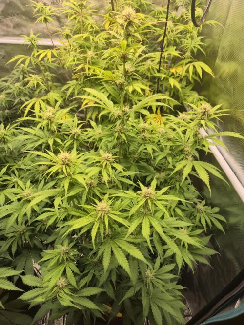 Kings Juice x Kings Kush - GreenHouse Co. Week 7