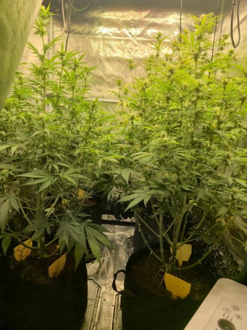 Kings Juice x Kings Kush - GreenHouse Co. Week 7