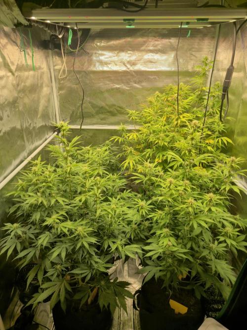Kings Juice x Kings Kush - GreenHouse Co. Week 7